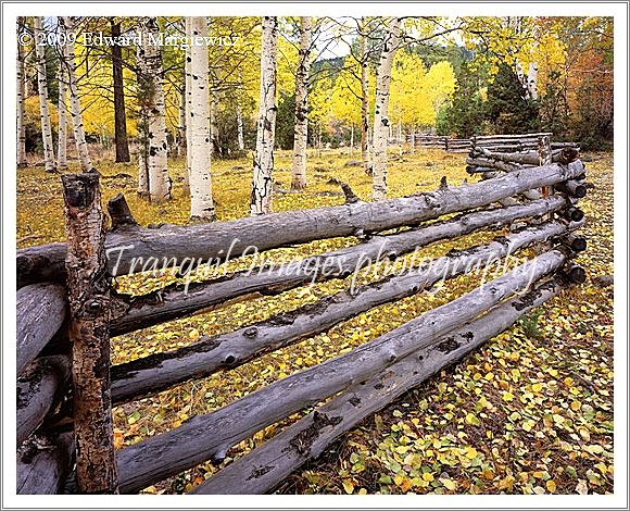 450600   Log Fence along Hells Backbone Road on top Boulder Mountain